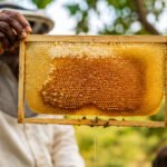 Wild Forest Honey